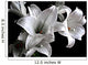 Lilies Close-Up Wall Decal