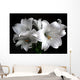White Lilies on Black Background Wall Decal