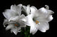 White Lilies on Black Background Wall Decal