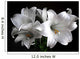 White Lilies on Black Background Wall Decal