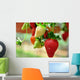 Strawberry Wall Decal