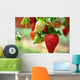 Strawberry Wall Decal