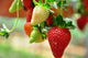 Strawberry Wall Decal
