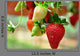 Strawberry Wall Decal