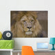 Lion Ii Wall Decal