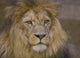 Lion Ii Wall Decal