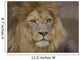 Lion Ii Wall Decal