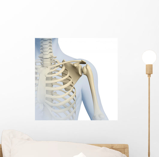 Shoulder Anatomy 3D Graphics Wall Decal