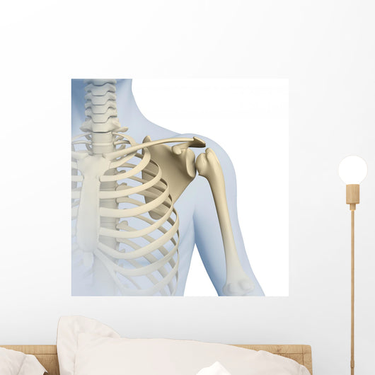 Shoulder Anatomy 3D Graphics Wall Decal