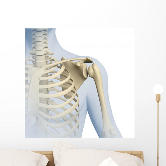 Shoulder Anatomy 3D Graphics Wall Decal