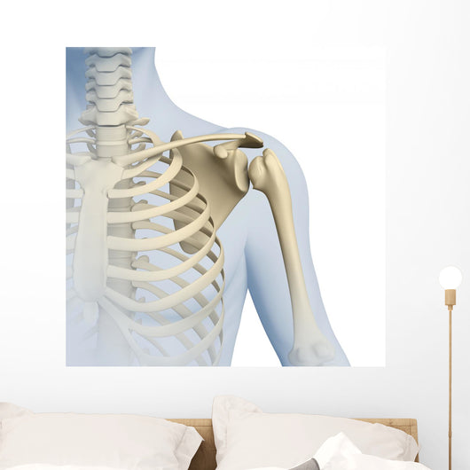 Shoulder Anatomy 3D Graphics Wall Decal