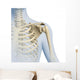 Shoulder Anatomy 3D Graphics Wall Decal