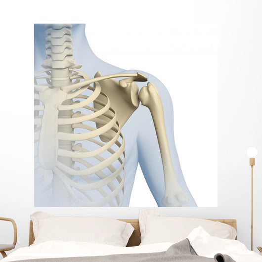 Shoulder Anatomy 3D Graphics Wall Decal