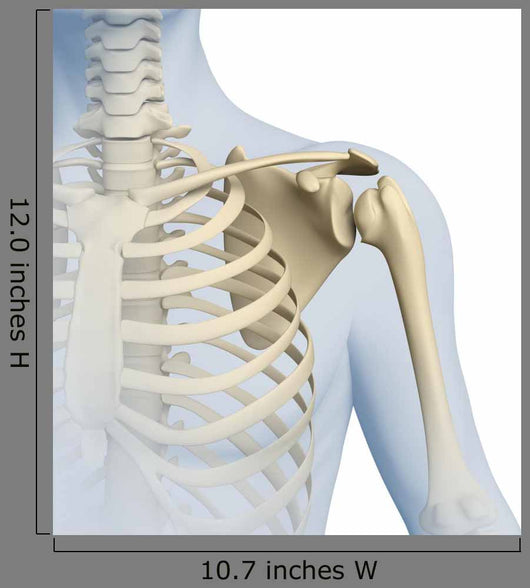 Shoulder Anatomy 3D Graphics Wall Decal