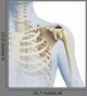 Shoulder Anatomy 3D Graphics Wall Decal