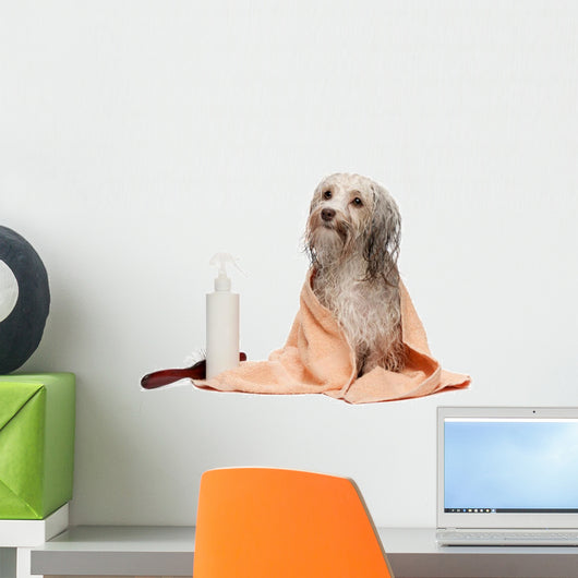 Wet Chocolate Havanese Dog Wall Decal