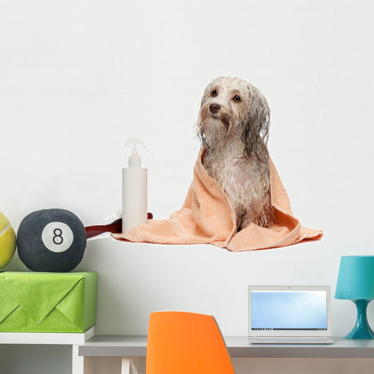 Wet Chocolate Havanese Dog Wall Decal