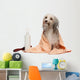 Wet Chocolate Havanese Dog Wall Decal
