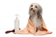 Wet Chocolate Havanese Dog Wall Decal