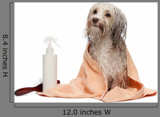 Wet Chocolate Havanese Dog Wall Decal