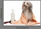 Wet Chocolate Havanese Dog Wall Decal