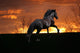 Der Sonne Entgegen Wall Decal