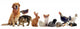 Pets Wall Decal