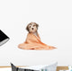 Wet Chocolate Havanese Puppy Wall Decal
