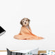 Wet Chocolate Havanese Puppy Wall Decal