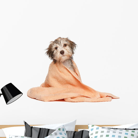 Wet Chocolate Havanese Puppy Wall Decal