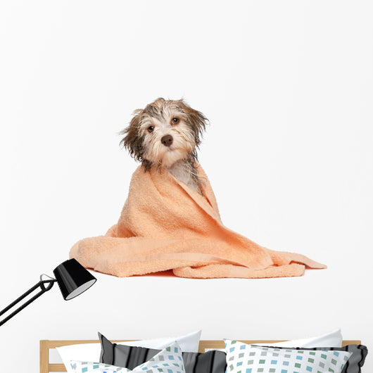 Wet Chocolate Havanese Puppy Wall Decal