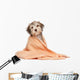 Wet Chocolate Havanese Puppy Wall Decal