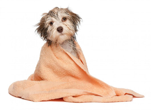 Wet Chocolate Havanese Puppy Wall Decal