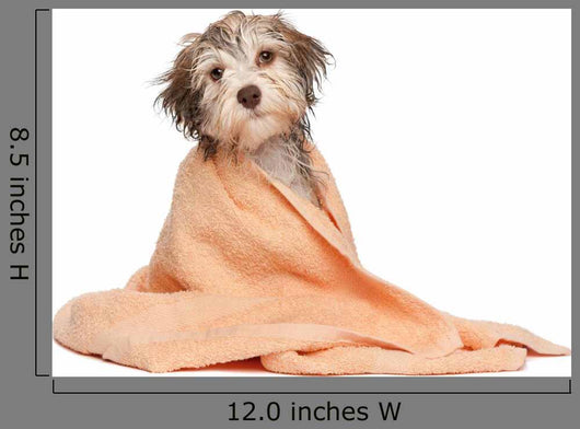 Wet Chocolate Havanese Puppy Wall Decal
