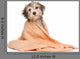 Wet Chocolate Havanese Puppy Wall Decal