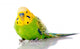 Green And Yellow Parakeet Wall Decal