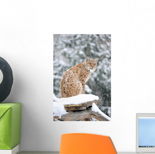 Sitting Lynx in Winter Wall Decal