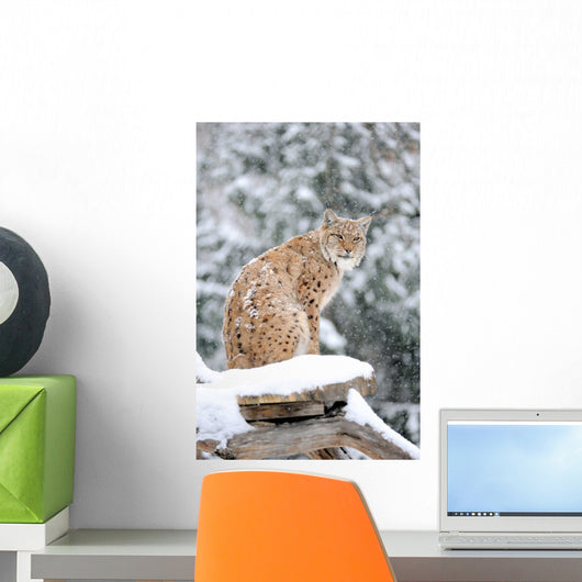 Sitting Lynx in Winter Wall Decal