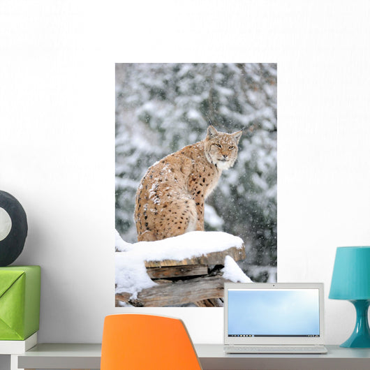 Sitting Lynx in Winter Wall Decal