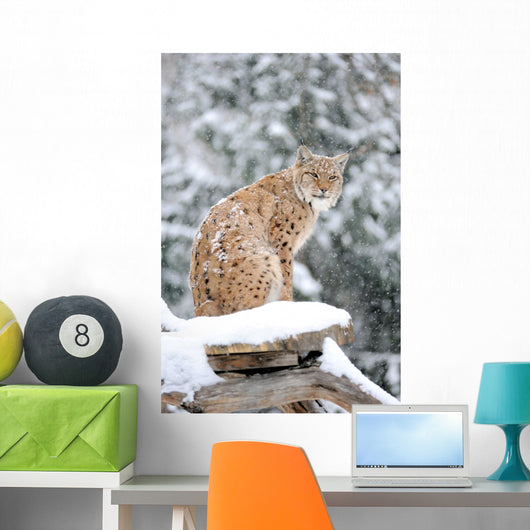 Sitting Lynx in Winter Wall Decal