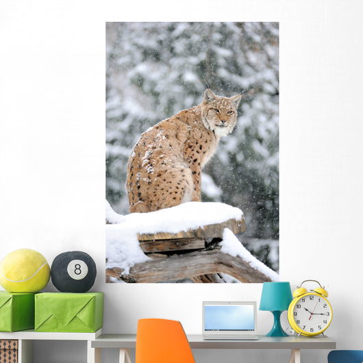Sitting Lynx in Winter Wall Decal