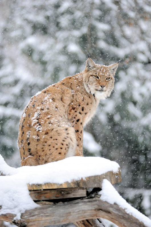 Sitting Lynx in Winter Wall Decal