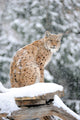 Sitting Lynx in Winter Wall Decal