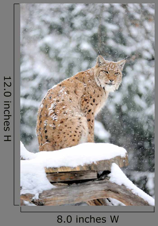 Sitting Lynx in Winter Wall Decal