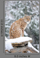 Sitting Lynx in Winter Wall Decal