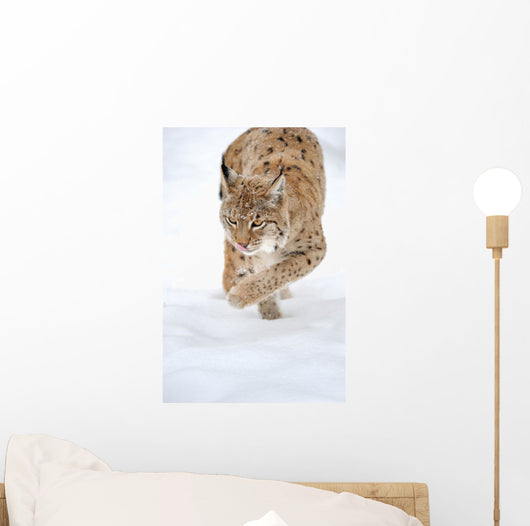 Lynx Stalking in the Winter Snow Wall Decal