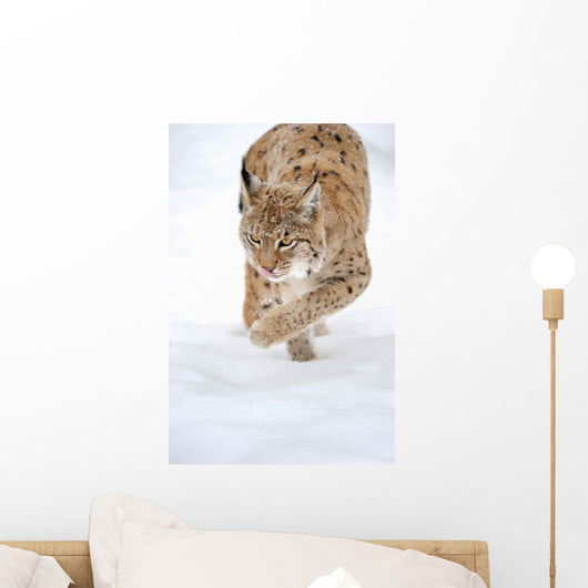 Lynx Stalking in the Winter Snow Wall Decal