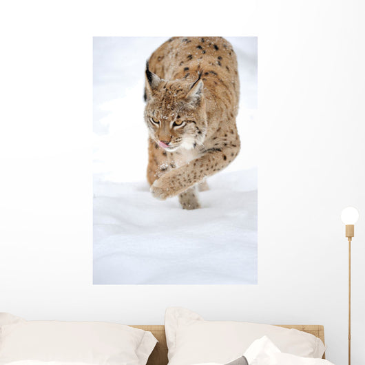 Lynx Stalking in the Winter Snow Wall Decal