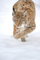 Lynx Stalking in the Winter Snow Wall Decal
