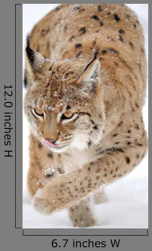 Lynx Stalking in the Winter Snow Wall Decal